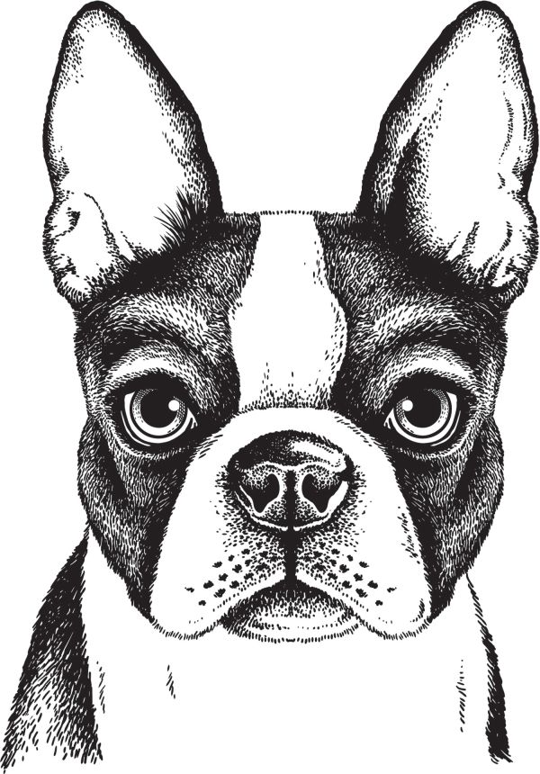 Vorgeklebte Vliestapete, Bulldogge Dekoration, PLC017, Platinum Shapes, Decoprint