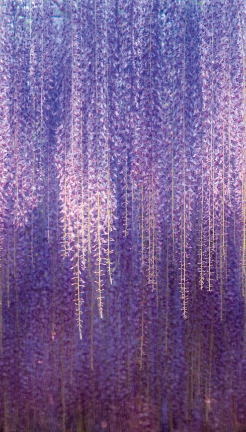 Florale Fototapete, ML6501, Mural Young Edition, Grandeco