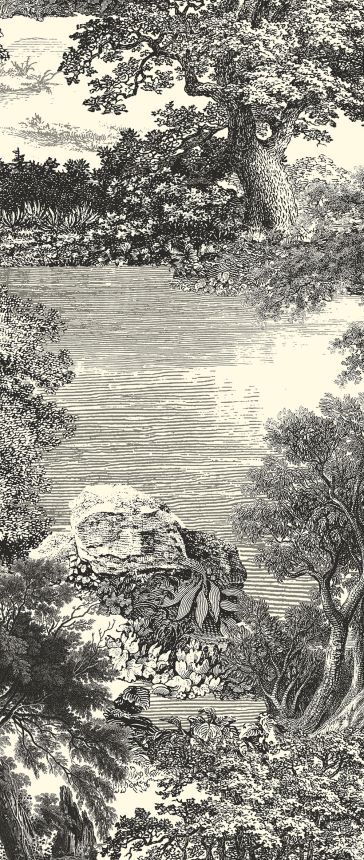 Fototapete, schwarz, Wald, Bäume, DGSAL1011-260, Amazone, Masureel