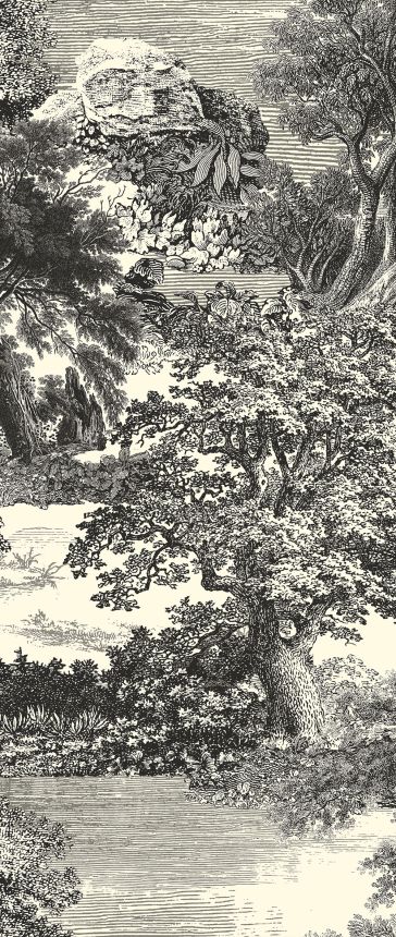 Fototapete, schwarz, Wald, Bäume, DGSAL1013-260, Amazone, Masureel