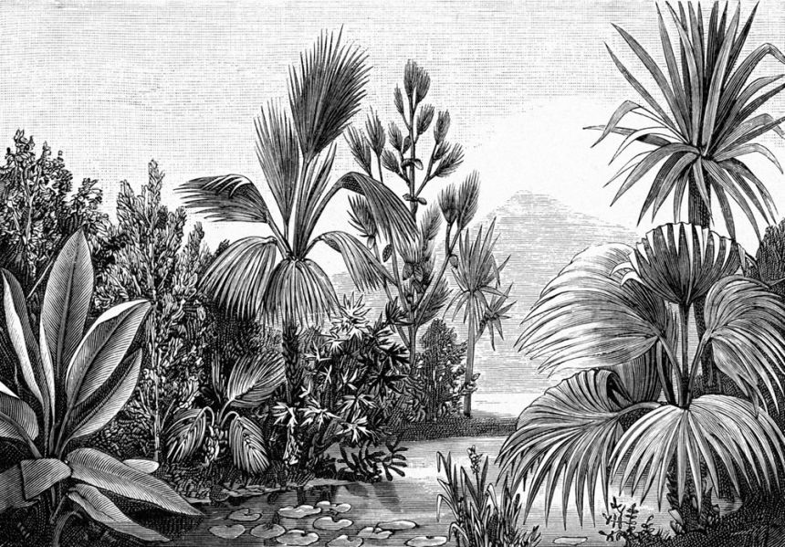 Schwarz-weiß Fototapete - Dschungel, Palmen, Tapete Wandbilder 158953, 350x279cm, Paradise, Esta